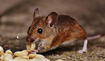 pest-prevention-and-exclusion-services Experts in Maimi